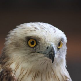 Foto van de Slangenarend; een witte kop, met donkere veren ertussen, felgele ogen. Hij kijkt net naast de camera.