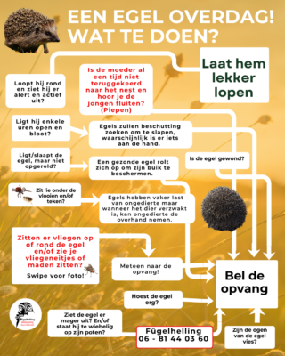 Beslisboom van wanneer je een egel naar de opvang moet brengen. Zie tekst