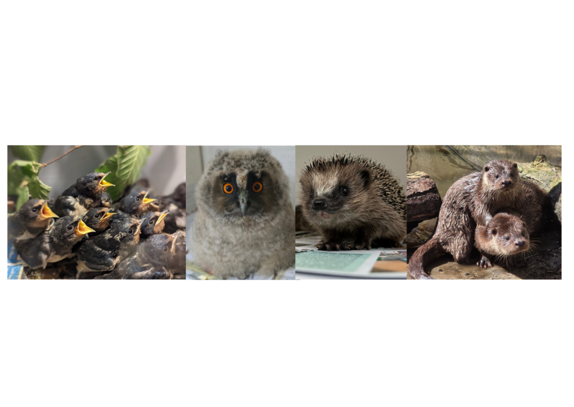 Collage met sperrende zwaluwen, jonge ransuil, jonge egel en twee otters.