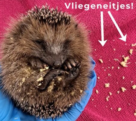 Vliegeneitjes op een egel
