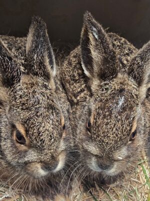 Twee jonge haasjes liggen dicht tegen elkaar aan in het hooi, bij de Fûgelhelling, Wildopvang Noord-Nederland.
