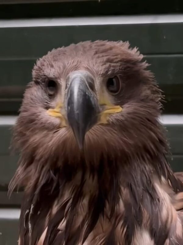 Een jonge zeearend kijkt in de camera. De imposante vogel kwam bij de Fûgelhelling nadat het uit een boom waaide tijdens een storm. Werkgroep Zeearenden.