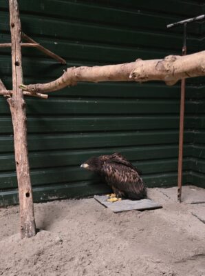 De jonge zeearend heeft een groot verblijf bij de Fûgelhelling