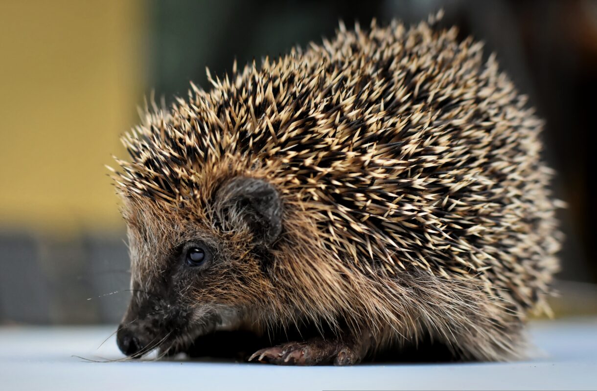 Foto van een egel. Bron: Alexas Fotos van Pixabay